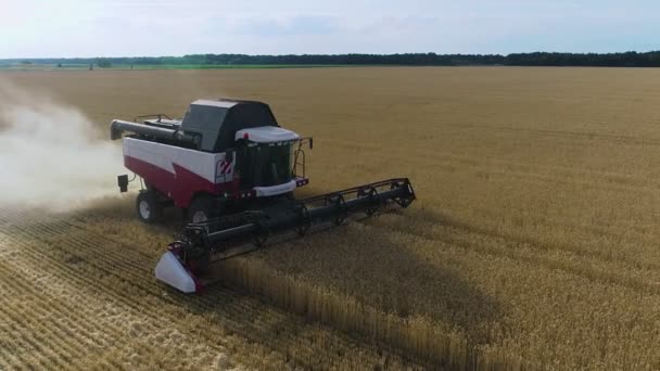 Sklizňový stroj na sklizeň pšeničných polí. Kombinovat sklízecí zemědělské stroje sklízející zlatá zralá pšeničná pole. Zemědělství — Stock video