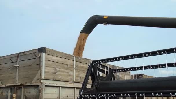옥수수 수확기가 트랙터 트레일러에 밀을 싣는다. — 비디오
