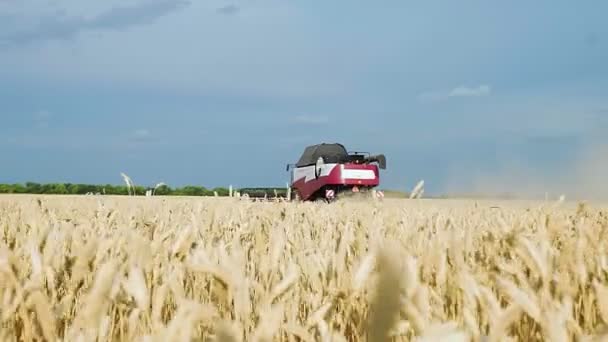 Kombajn do zbioru pszenicy pole pracy. Kombajn zbożowy rolnicze maszyny do zbioru złota dojrzałe pole pszenicy. — Wideo stockowe