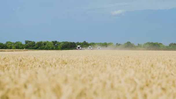 Drie oogstmachines om het tarweveld te bewerken. Combineer oogstmachines landbouwmachines oogsten gouden rijpe tarweveld. — Stockvideo