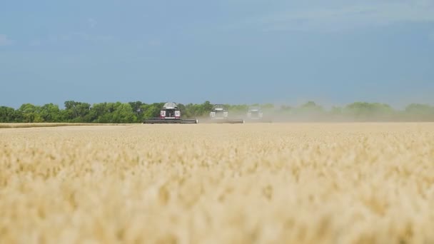 Sklizňové stroje na sklizeň pšeničných polí. Kombinovat sklízeče zemědělské stroje sklízející zlaté zralé pšeničné pole. — Stock video
