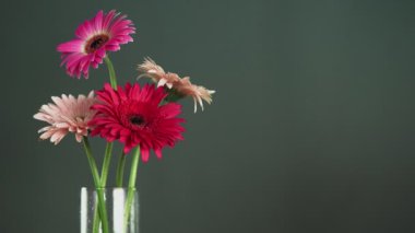 Erkek el, kırmızı gerberayı diğer renkli Gerbera çiçekleriyle birlikte cam bir vazoya koyar.