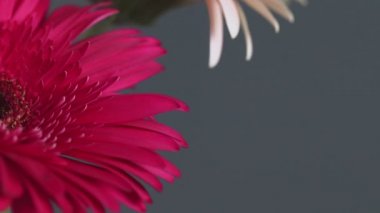 Kırmızı papatya Macro shot - Gerbera çiçeği