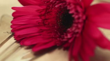 Erkek çiçekçi, kraft kağıdına kalem kullanır. Kraft kağıtlarında kırmızı gerbera