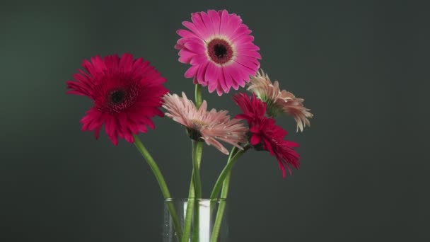 Male hand takes red gerbera in a glass vase with other colorful gerbera flowers — Stock Video