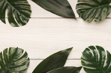 Büyük yaprakları beyaz arka planda, üstten görünüm