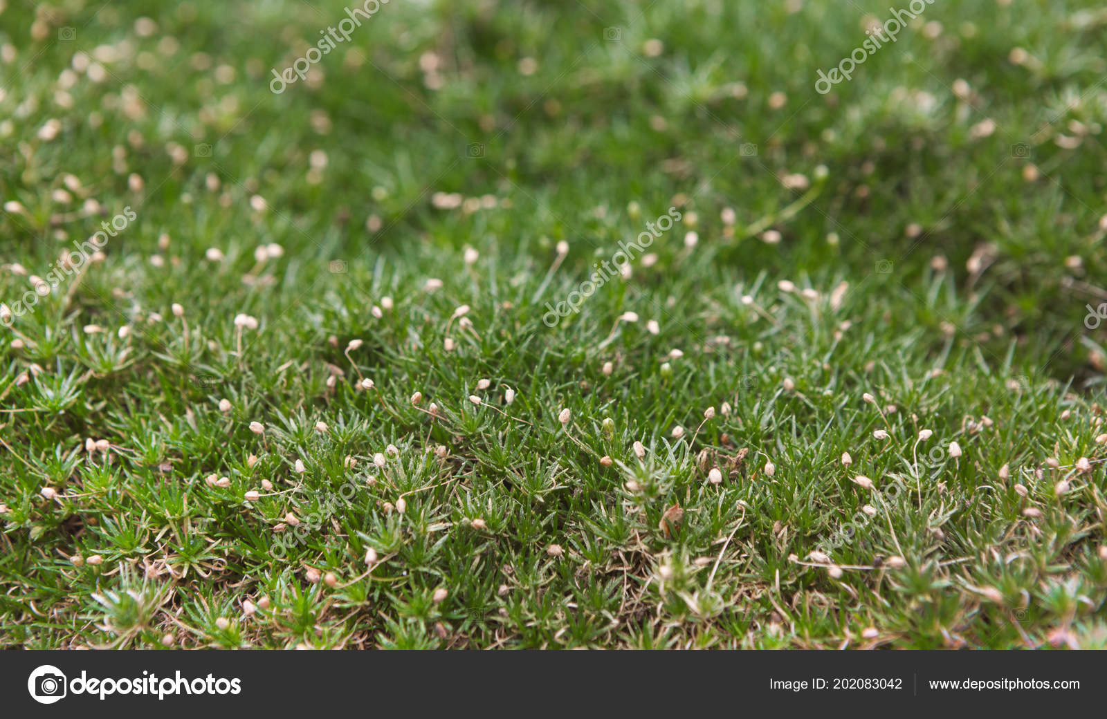Margrethe Larsen Little White Flowers In Grass Name / Spring Blooming