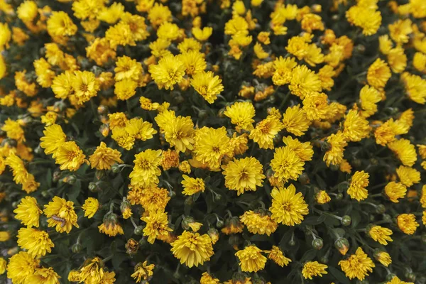 Kwiaty żółte chryzantemy, zbliżenie — Zdjęcie stockowe