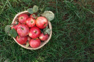 Hasır sepet kırmızı ve sarı olgun sonbahar elma yeşil çim zemin, üstten görünüm üzerine dolu. Mevsimlik meyve toplama, düşmek hasat elma Bahçe, tarım ve tarım kavramı
