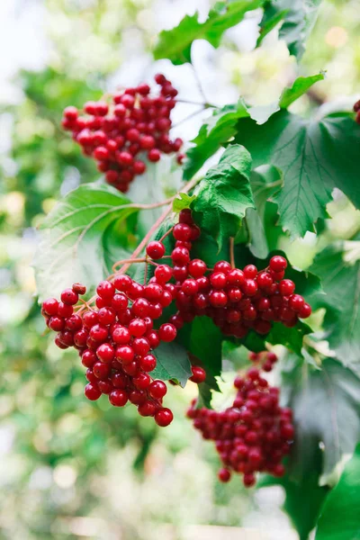 Red ripe berries on guelder rose tree in garden — Stock Photo, Image