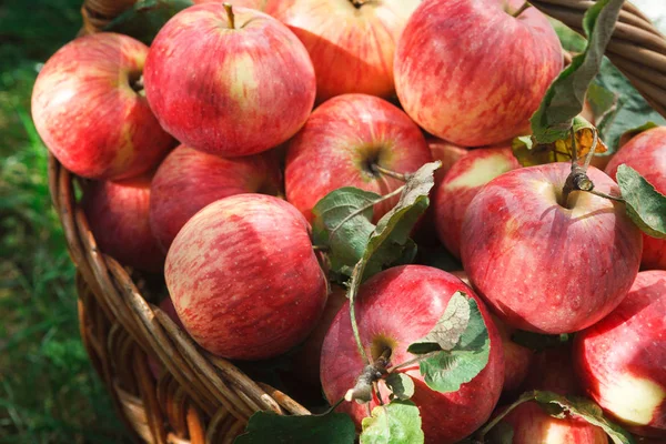 Cesta con manzanas, fondo de cosecha de otoño — Foto de Stock
