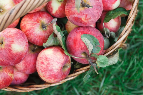 Cesta con la cosecha de manzanas en la hierba, vista superior — Foto de Stock