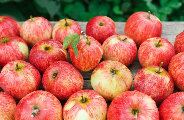 Dulce fresco maduro rojo manzana cosecha fondo — Foto de Stock