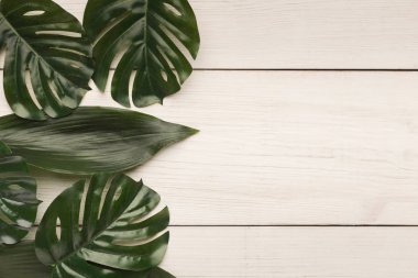 Büyük yaprakları beyaz arka planda, üstten görünüm