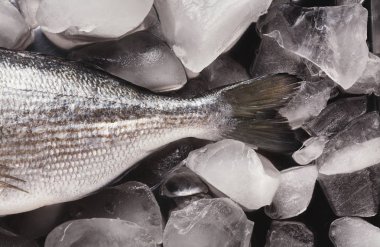 Taze dorado kuyruk siyah arka plan üzerine buz üstünde