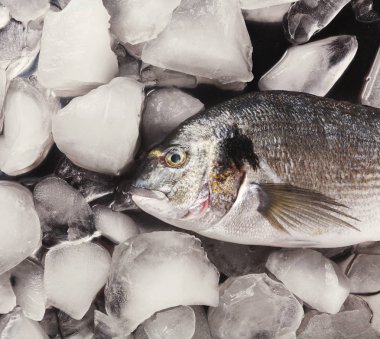 Siyah arka plan, buzda taze dorado