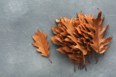 Arka plan sonbahar meşe yaprakları