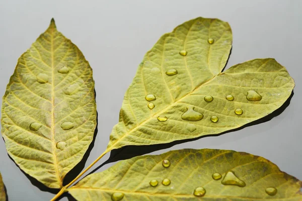 Autumn season background, green ash leaf with drops