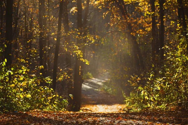 Walking path in forest with beautiful sunbeams — Stock Photo, Image