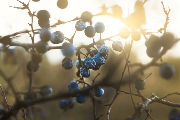Голубые ягоды на ветке осенью — стоковое фото