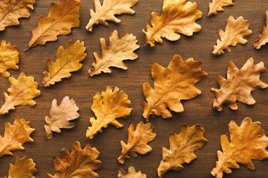 Desen arka plan sonbahar meşe yaprakları