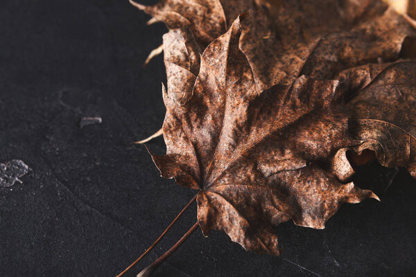 Fall season background, dried brown maple leaf