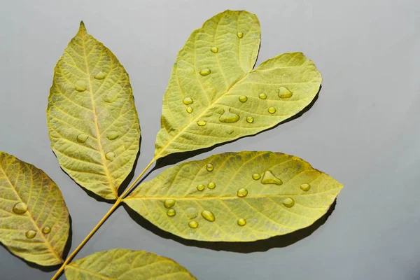 Fond de saison d'automne, feuille de frêne vert avec gouttes — Photo