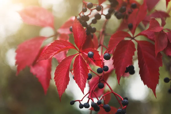 青い果実と紅葉の野生ブドウの秋枝 — ストック写真