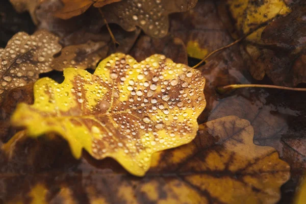 Folhas de carvalho caídas com gotas de água — Fotografia de Stock