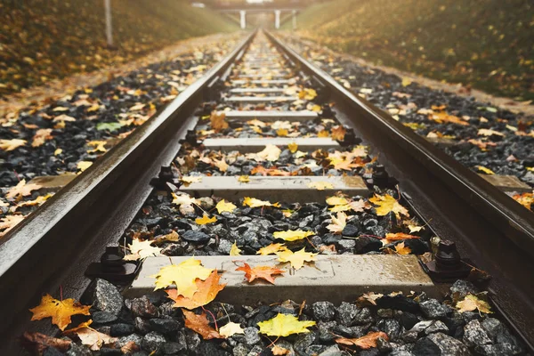 Železniční tratě closeup běh podzimním lesem — Stock fotografie