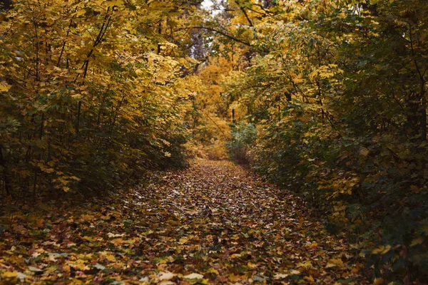 Paisagem de queda com caminho através de árvores douradas — Fotografia de Stock