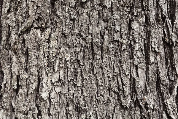 Corteza gris del árbol viejo, fondo texturizado — Foto de Stock