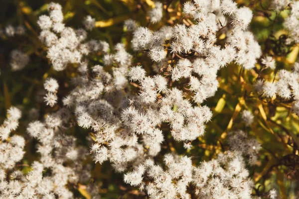 Естественный осенний фон - осенние растения, селективный фокус — стоковое фото
