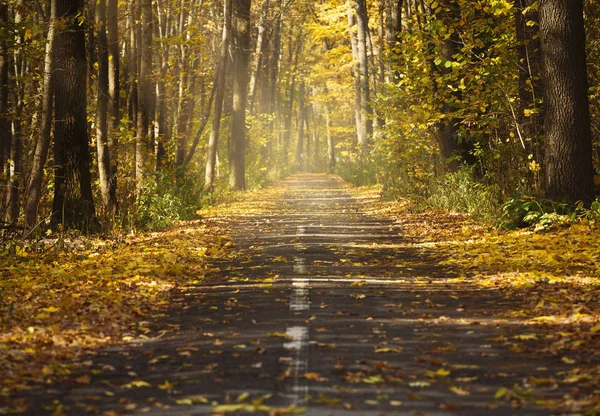 Paisagem com estrada rural vazia e árvores coloridas — Fotografia de Stock