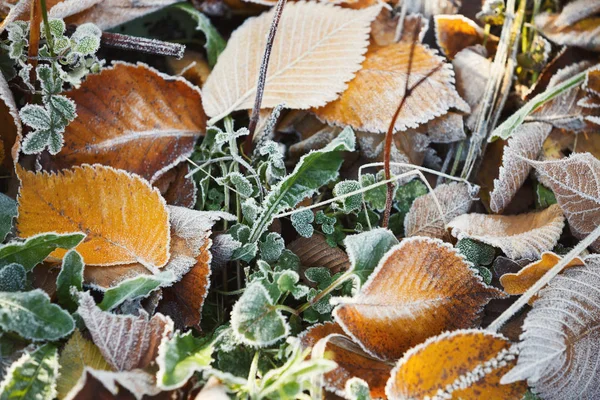 Frosty autumn leaves on green grass background — Stock Photo, Image