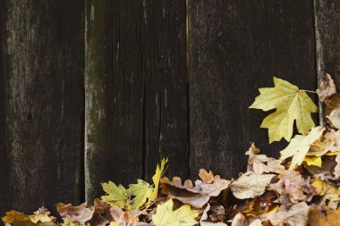 Eski ahşap plakalar kapsayan düşen sonbahar yaprakları