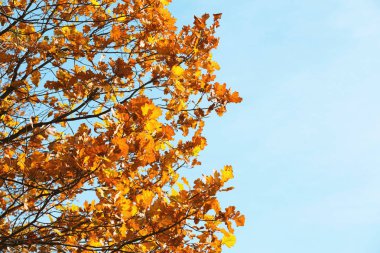 Sonbahar sarı yaprakları mavi gökyüzü arka planında