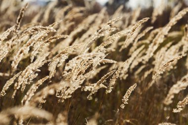 Sonbahar zemin. Alan, closeup altın kulaklarında
