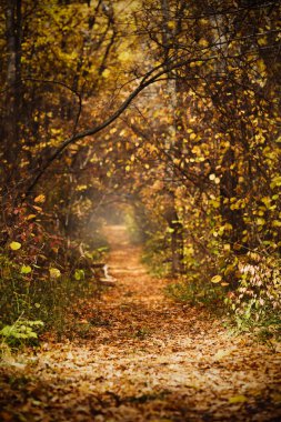 Orman yolu sarı ve kırmızı sonbahar yaprakları ile kaplı