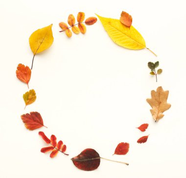 Sonbahar renkli yaprakları içinde bir daire üzerinde beyaz izole kare