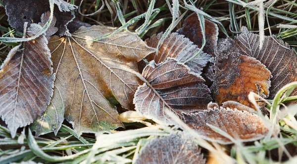 Frosty autumn leaves on green grass — Stock Photo, Image