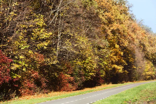 Fall scene at countryside road with golden trees and leaves