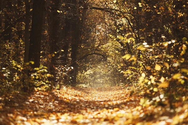 Autumn forest landscape, beautiful scene with sun beams — Stock Photo, Image
