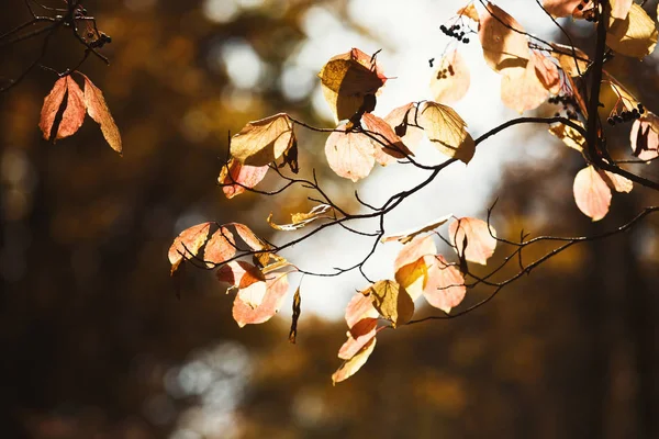 Желтые и оранжевые листья на ветвях осенью — стоковое фото