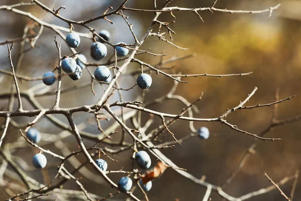 Ripe blackthorn berries on branch at autumn — Stock Photo, Image