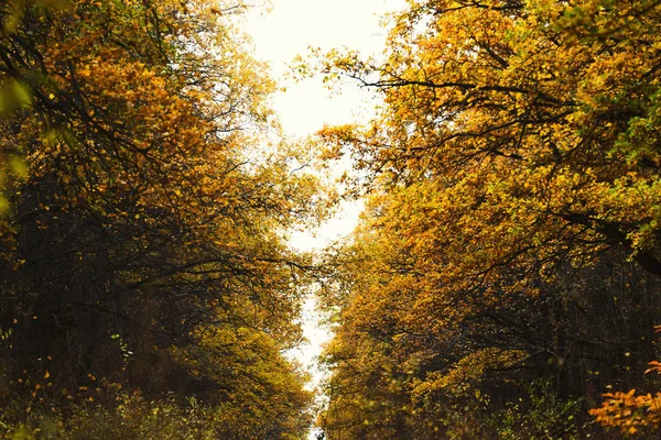 Fall backdrop. Branches of trees with autumn leaves — Stock Photo, Image