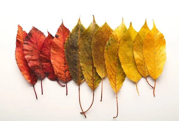 Fall ash leaves pattern isolated on white background