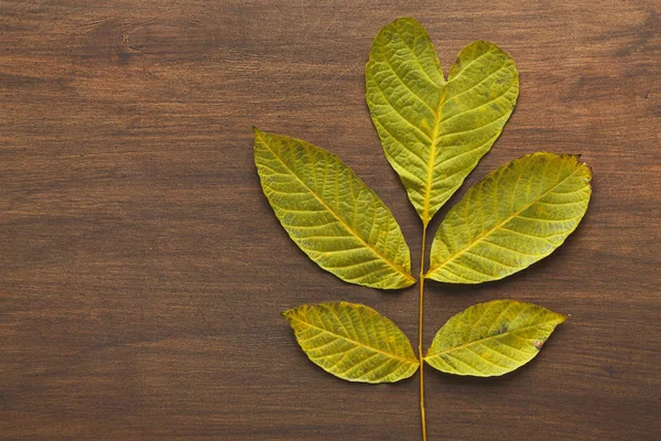 Autumn season background, green ash leaf — Stock Photo, Image