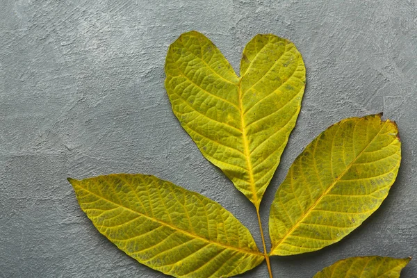 Fond de saison d'automne, feuille de frêne vert — Photo