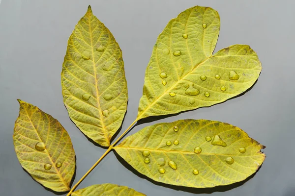 Fond de saison d'automne, feuille de frêne vert avec gouttes — Photo